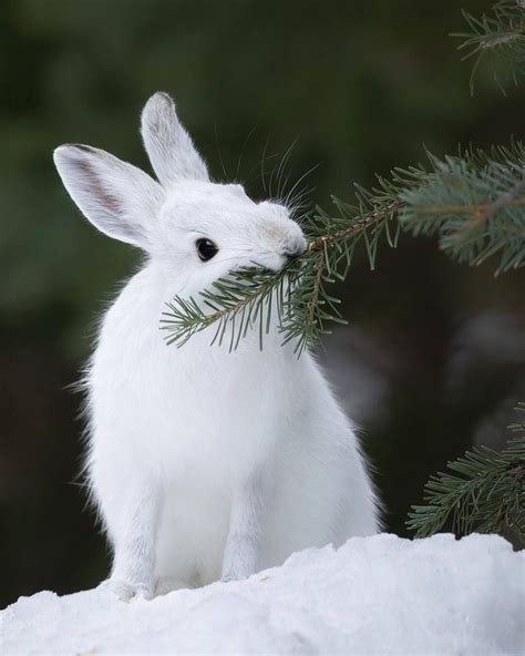 Snowshoe Hare