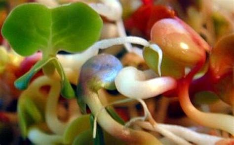 Image result for Radish Seeds Sprouting