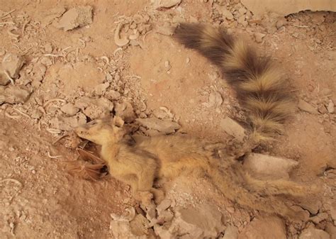 Alien Fossils 的图像结果