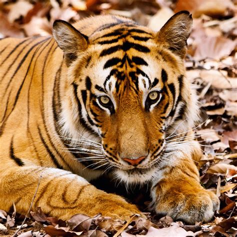 Image result for Animal Explode