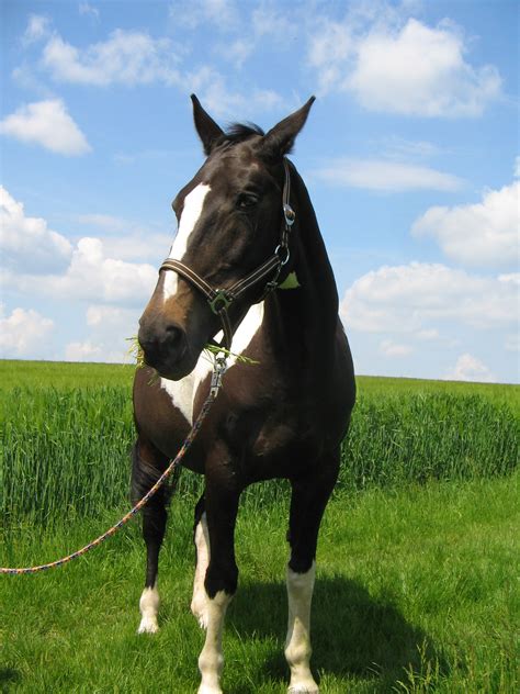 Reitbeteiligung Kleinanzeigen