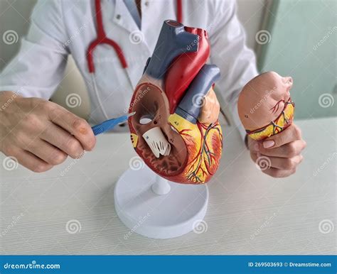 Anatomy Location Of Female Pelvis With Muscles Closeup Royalty-Free ...