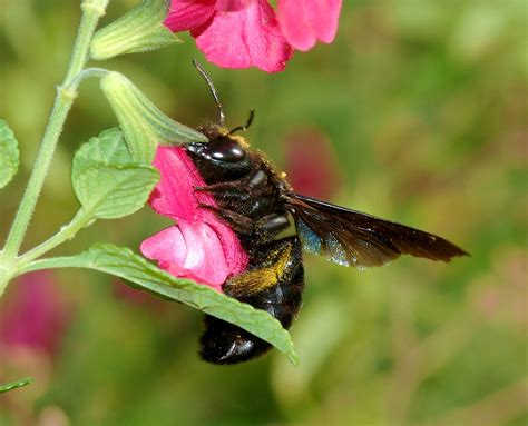 Carpenter bee | insect | Britannica
