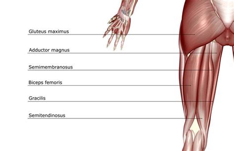 Image result for Hamstring Muscles