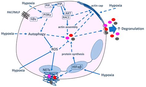 The Impact of Hypoxia on Neutrophil Degranulation and Consequences for ...