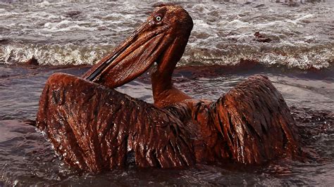 Exxon Oil Spill Animals