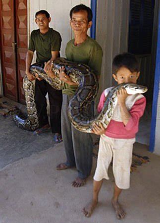 Image result for 16-Foot Python