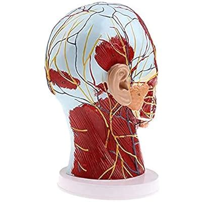 Buy PSVOD Human Anatomical Half Head Face Anatomy Medical Brain Neck ...