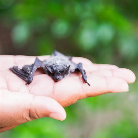 Reproduction Of Bat