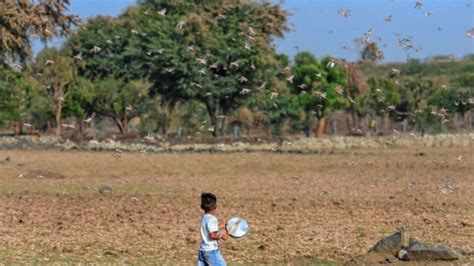 Locusts swarm Rajasthan’s Jaipur, destroy crops spread over 5,00,000 ...
