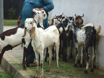 Livelihoods hit as strays kill 55 goats in Kanchi village