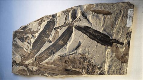 Alien Fossils 的图像结果