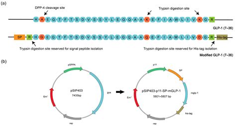 The Oral Delivery System of Modified GLP-1 by Probiotics for T2DM