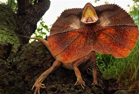 Frilled Lizard Wallpaper