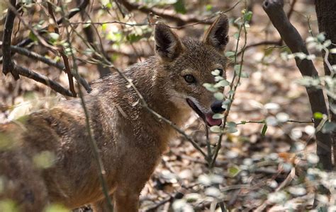 Zoo Escape Alert: Four Indian Jackals Flee Enclosure in Delhi National ...