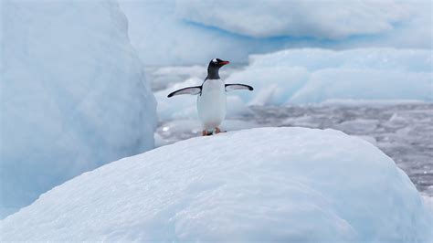 Minecraft x Frozen Planet II | BBC Earth