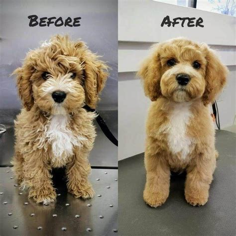 Goldendoodle Haircuts 2023: 11+ Popular Styles for Your Doodle | Pets ...