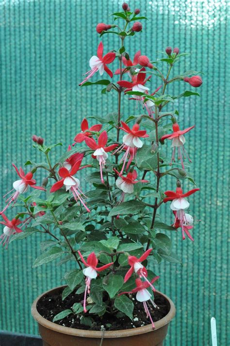 How to grow fuchsias indoors learn about fuchsia plant care indoors ...