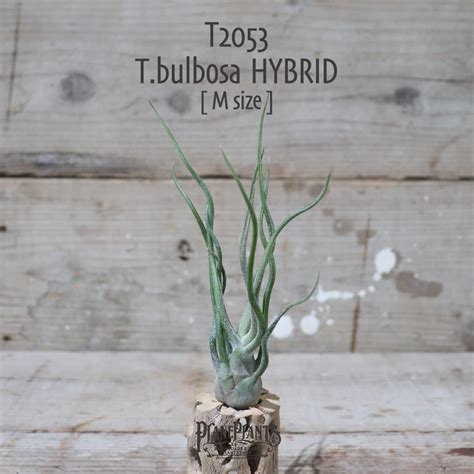 【送料無料】bulbosa HYBRID M〔エアプランツ〕現品発送T2053 | plane plants