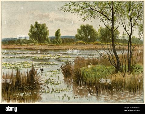 Spring Water Pond 的图像结果