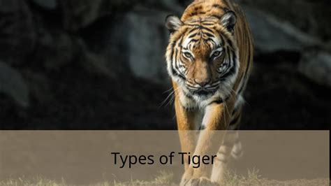 12 Types of Tiger (Pictures And Identification)