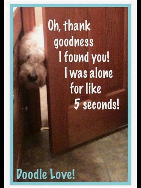 Image result for Cockapoo Memes