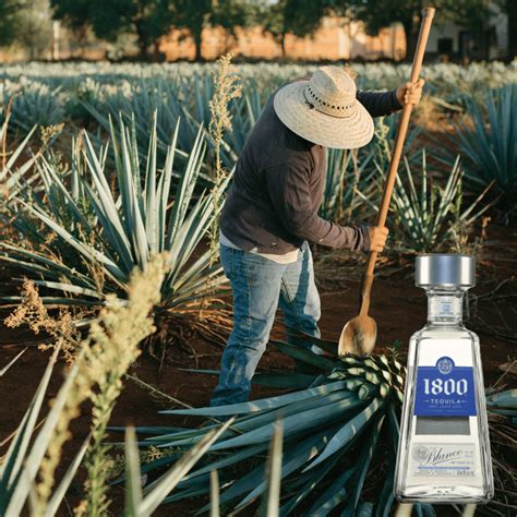 1800 Tequila Milenio 75cl – Singlemalt.ph