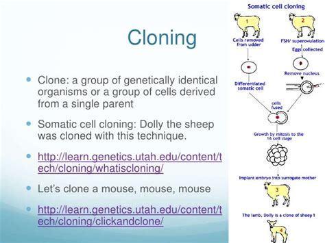 Image result for Genetic Engineering Process Diagram