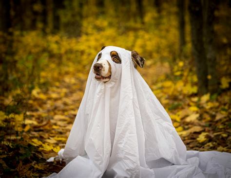 Dog in Ghost Costume Amidst Autumn Leaves · Free Stock Photo