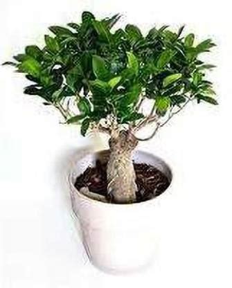 Indian Flora Ficus Bonsai Plant Price in India - Buy Indian Flora Ficus ...