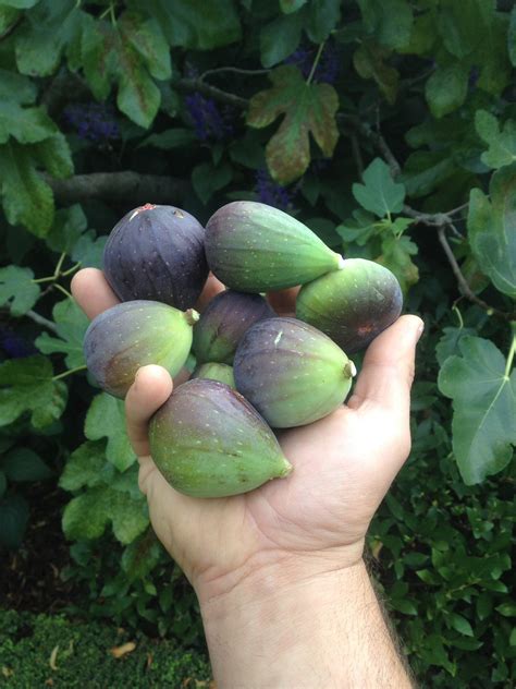 When Are Figs In Season In South Carolina at Carlos Sue blog