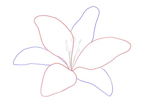 How to Draw a Lily | Design School