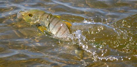 Image result for Windows Move Video Files Fish