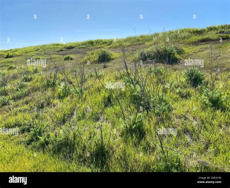 fennel (Foeniculum vulgare), Plantae, Hayward Regional Shoreline ...