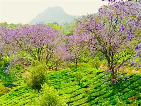 MARAYUR WILD STAY - Hostel Reviews & Photos - Tripadvisor