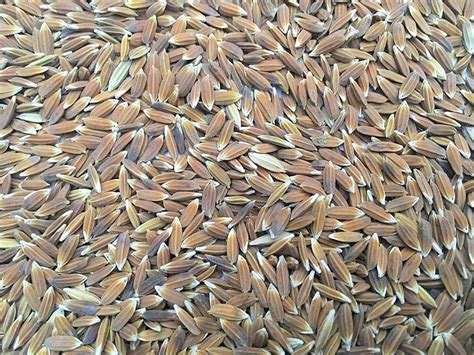 Green World RED RICE RAREST RED SALI / RAKTH SHALI PADDY SEEDS - 250 ...