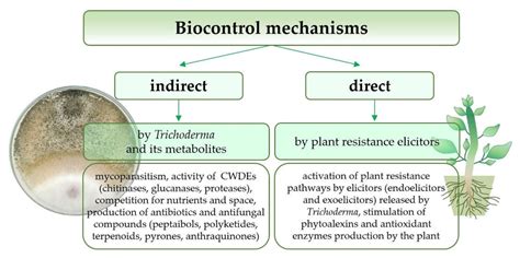 Trichoderma: The Current Status of Its Application in Agriculture for ...