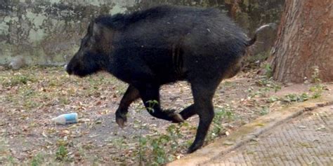 In a first, wild boar shot dead with nod of civic body head