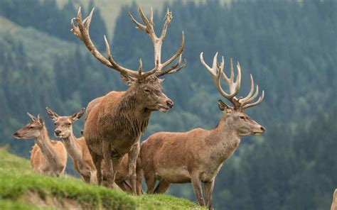 2025-2026 Tennessee Hunting Seasons New Dates & Regulations!