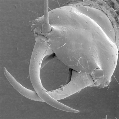 Image result for Spring Tails Bugs Under Microscope