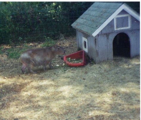 Adirondack Animal Land
