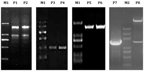 Transcriptome Analysis of Carbohydrate Metabolism Genes and Molecular ...