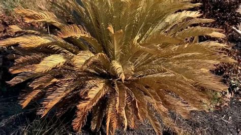 Were your plants damaged by the freeze? Here’s what to do next.