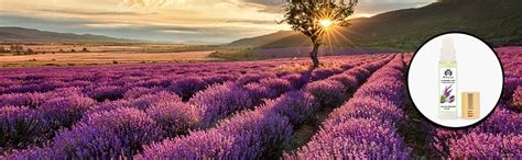 Mayin Lavender Love Attar Perfume For Men & Women (3ml) : Amazon.in: Beauty