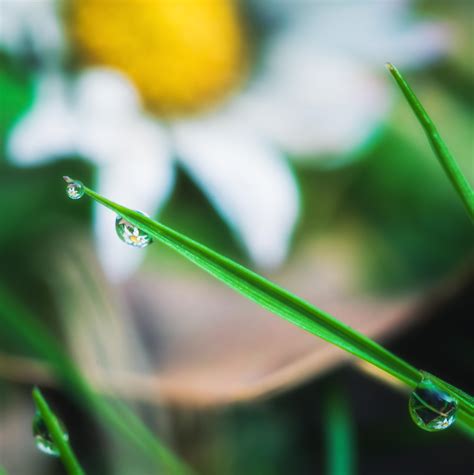 Image result for Spring Flowers Reflection