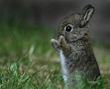 Image result for Baby Animals Bunny