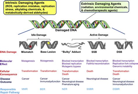 DNA Damage and Associated DNA Repair Defects in Disease and Premature ...