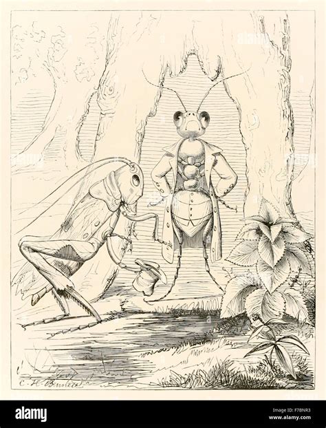 'The Ant and the Grasshopper' from 'The Fables of Aesop and Others ...