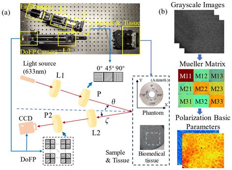 Complex Spatial Illumination Scheme Optimization of Backscattering ...