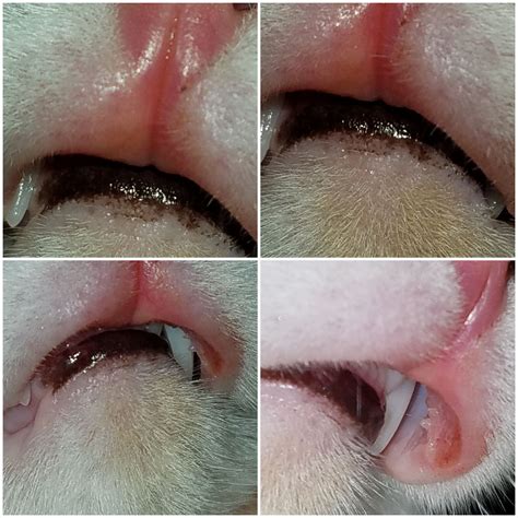 I noticed her lip seemed swollen about the same time our A/C was broken ...